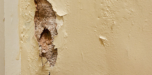 your perth based wall repair experts